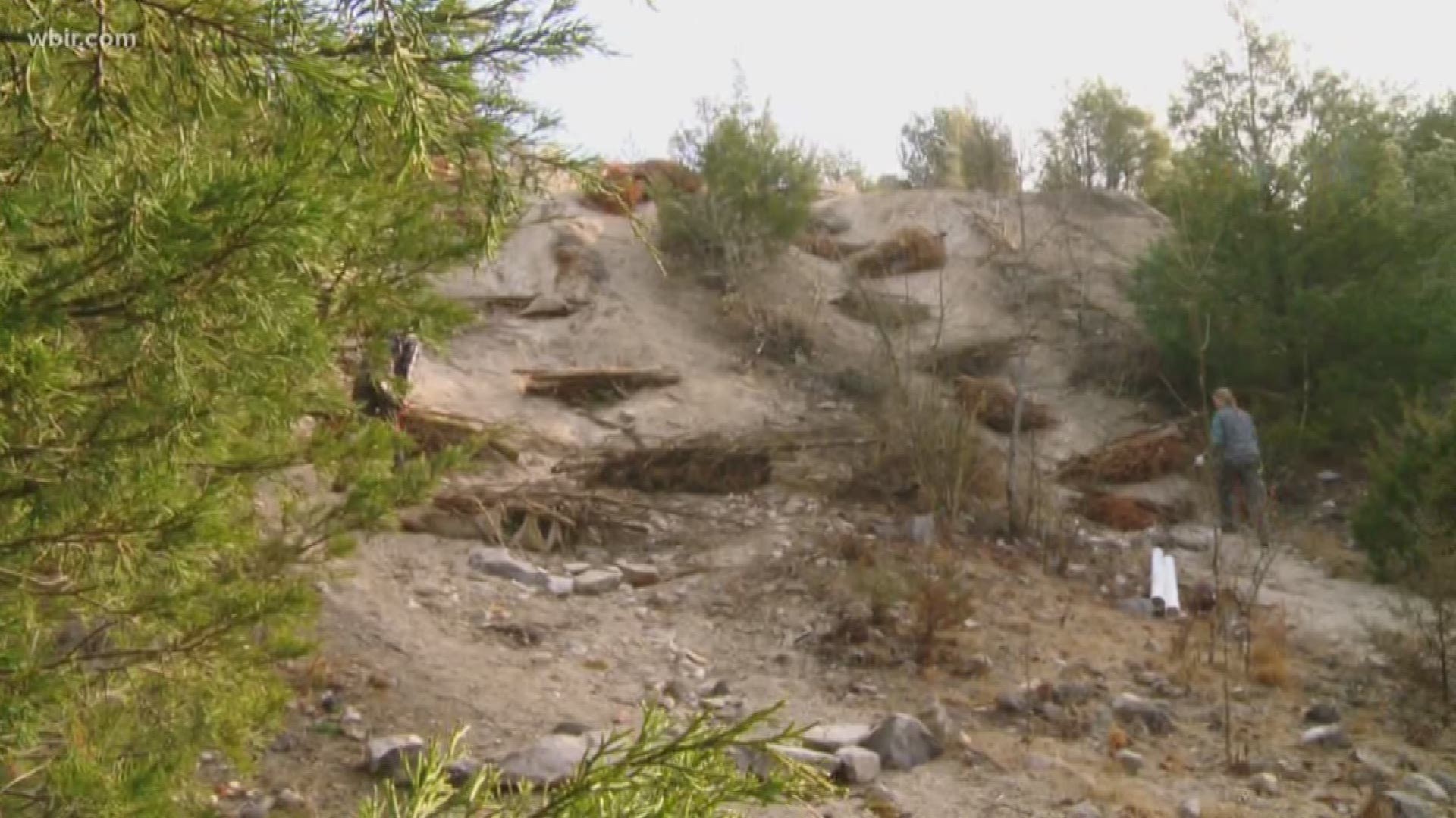 Christmas trees are being used as catch basins to cut down on erosion.