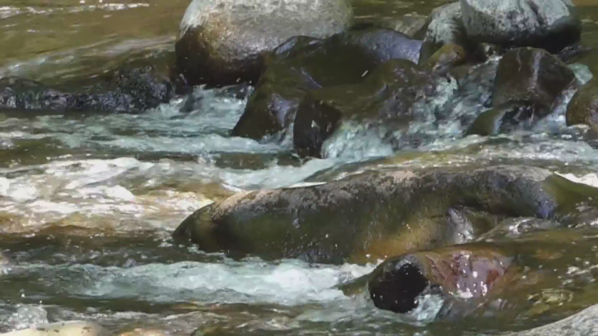 National park leaders are urging people to stay safe around a week after a teen drowned after losing their footing in the Great Smoky Mountains.