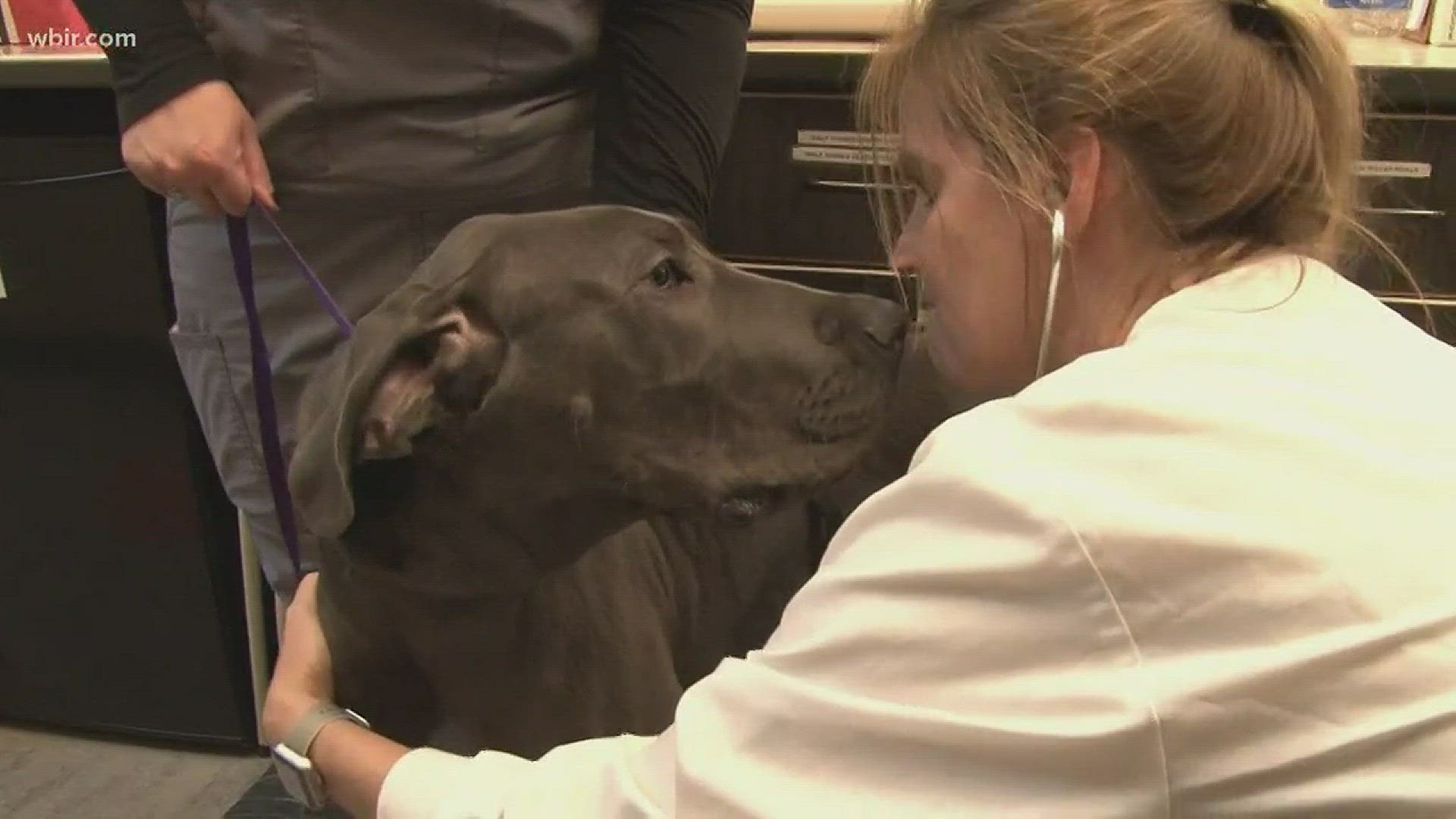 Local vets advise dog owners get a canine flu vaccine if their pet is often around other animals.