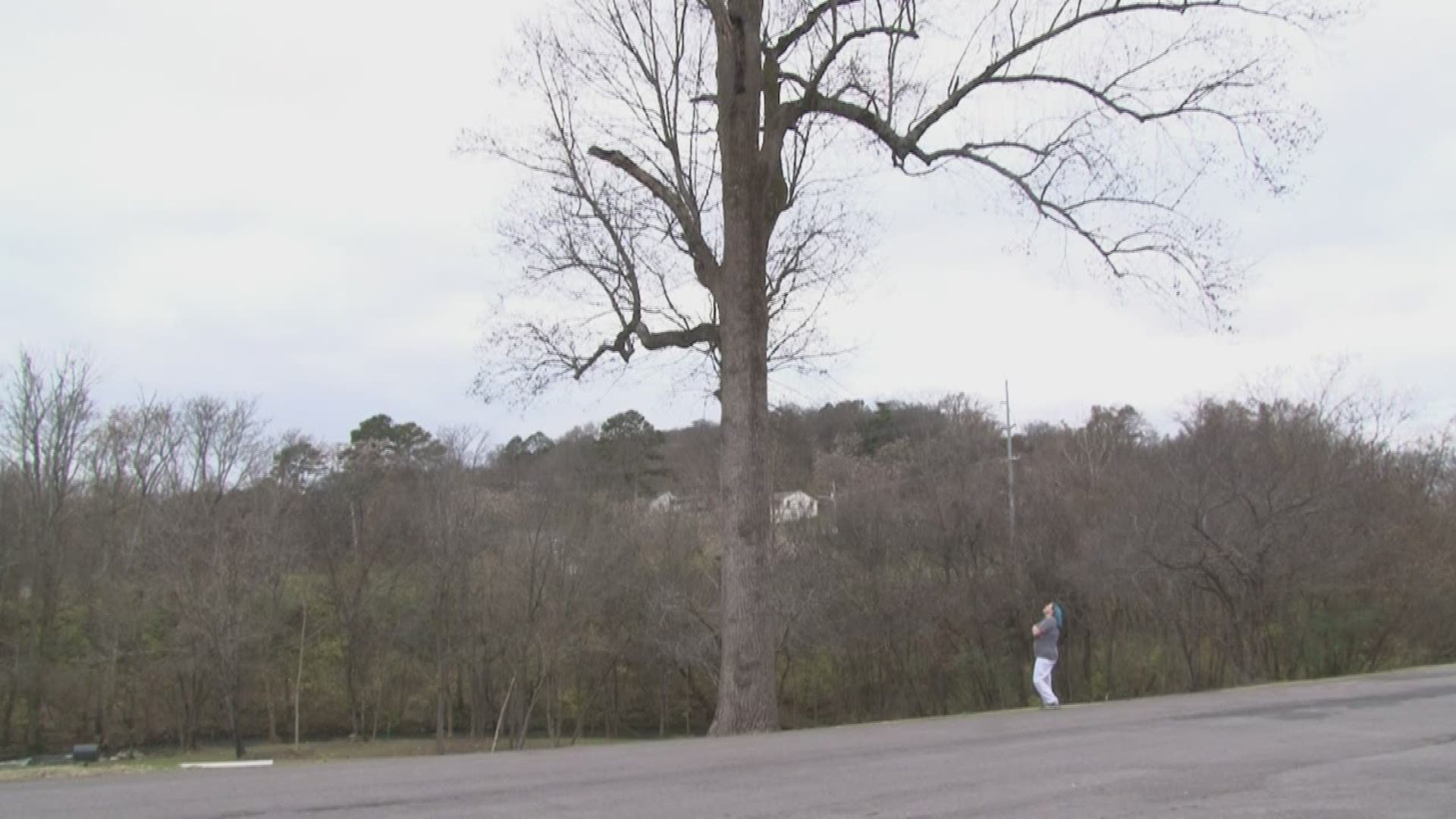 A cat in West Knoxville has been stuck in a tree for nearly a week.