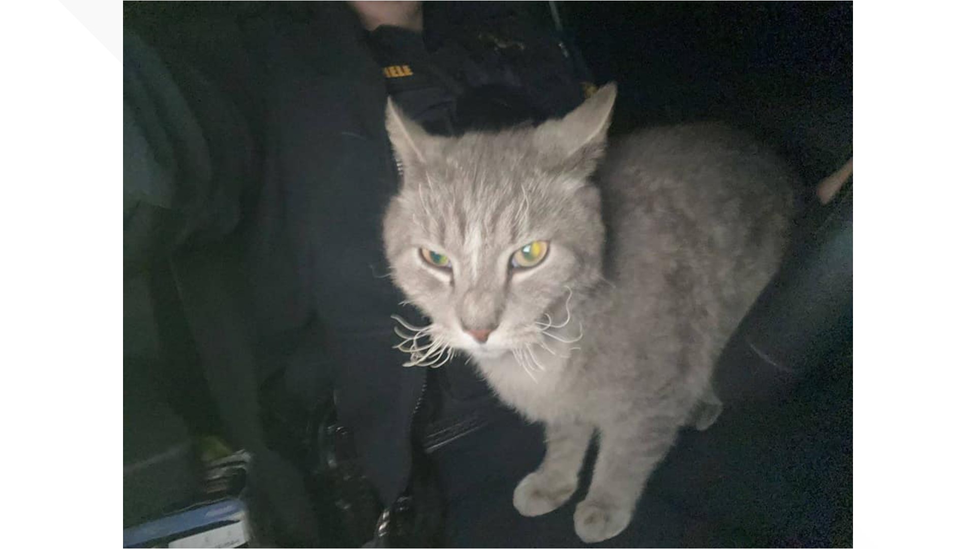 Cat found in wildfire rubble reunited with family | wbir.com