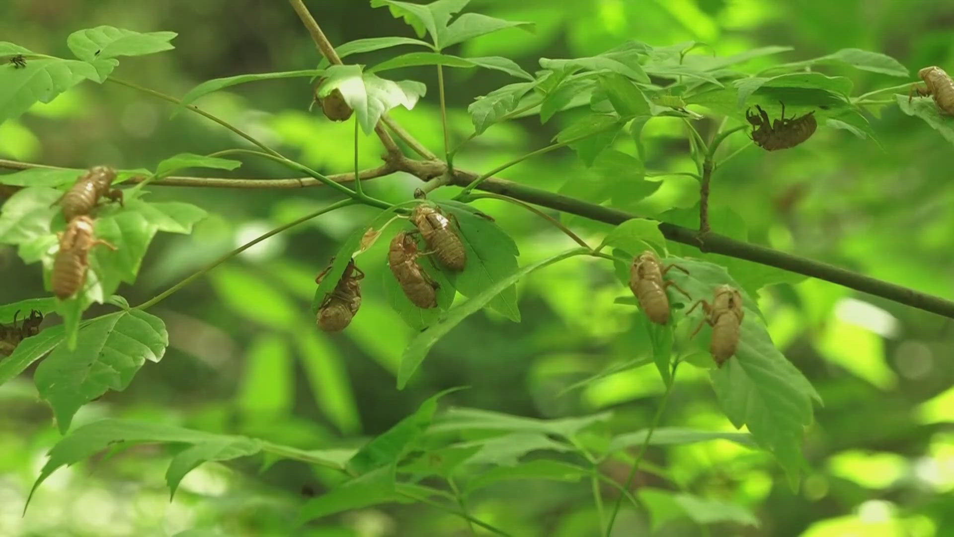 The sound of summer will once again fill our ears as a new brood of cicadas will emerge from the ground. 