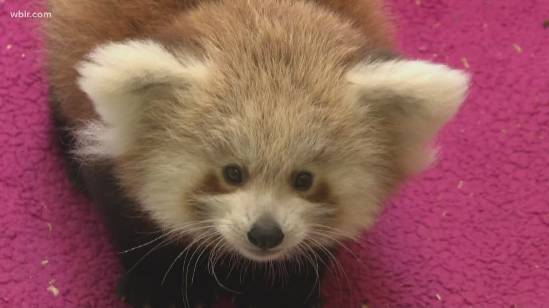 Now, you'll be able to see the red panda cubs all the time at Zoo Knoxville.