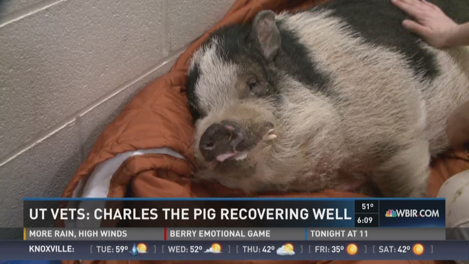 Dec. 5, 2016: Veterinarians say Charles the pig is recovering from some first and third degree burns at the UT Veterinary School after the Sevier County fires.