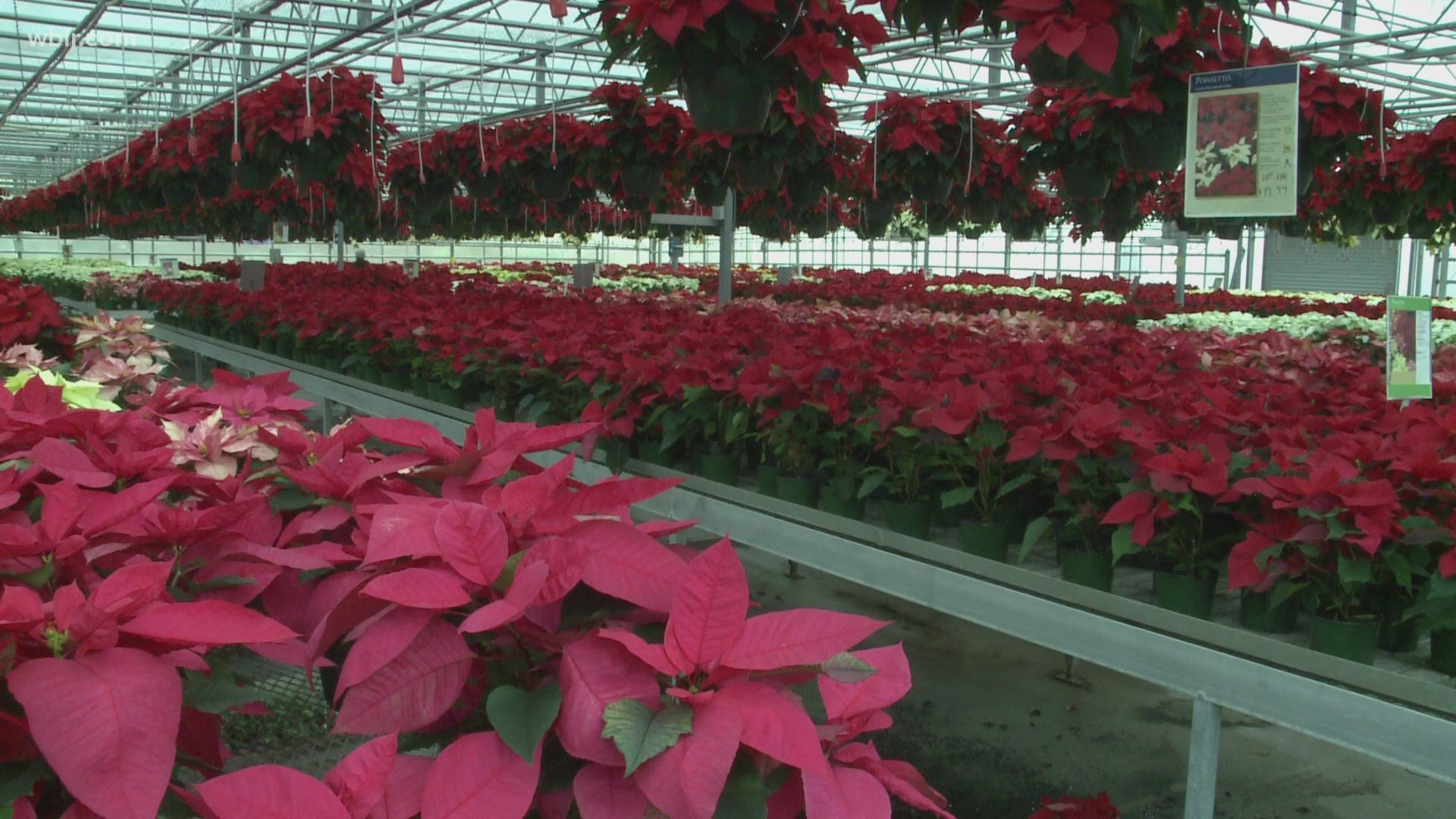 A visit with Stanley's Greenhouse taught us that we've been saying Poinsettia wrong. Dec. 7, 2020-4pm.