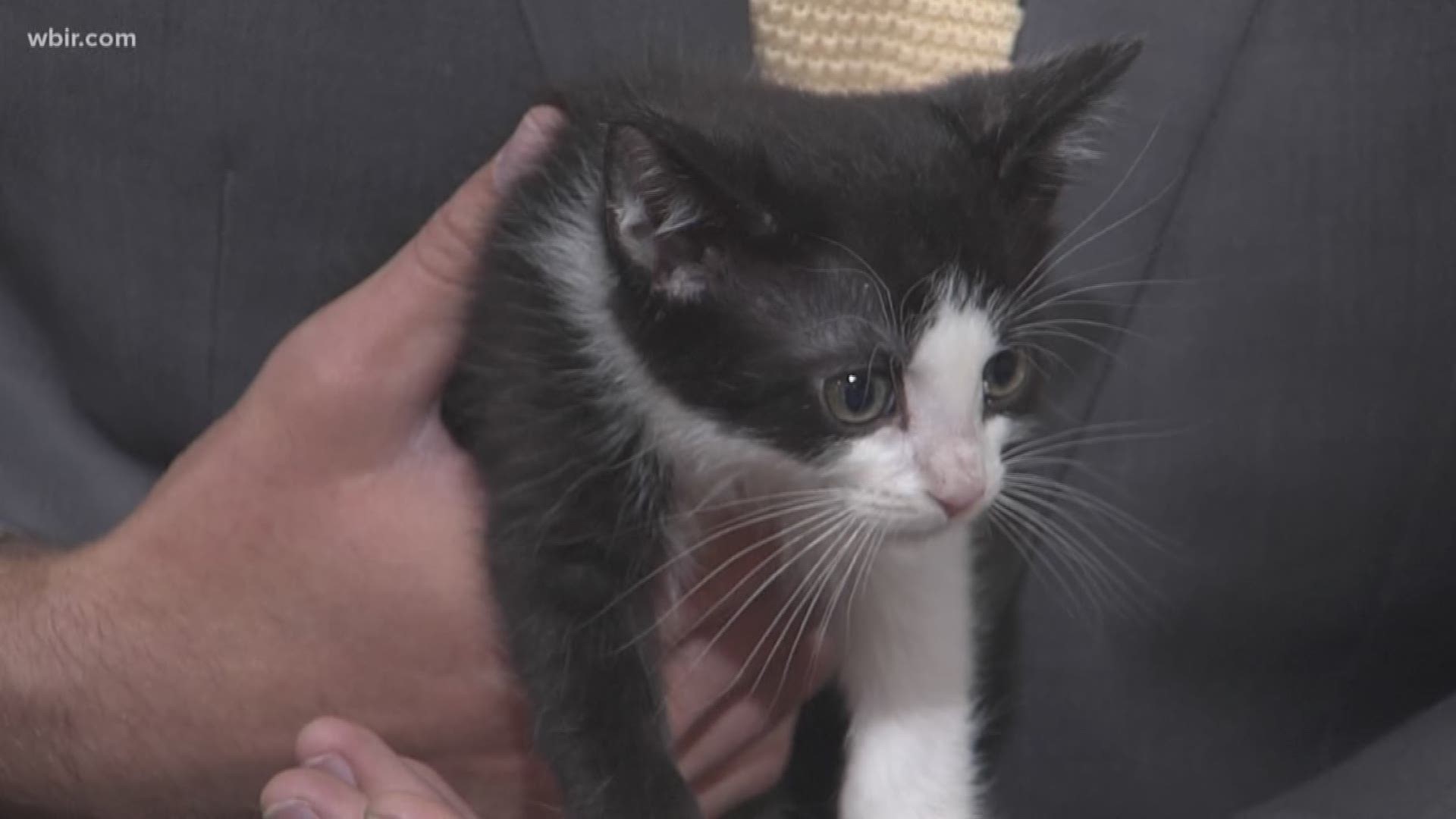 Carmen Shepherd brought three kittens available for adoption soon from Young-Williams Animal Center.