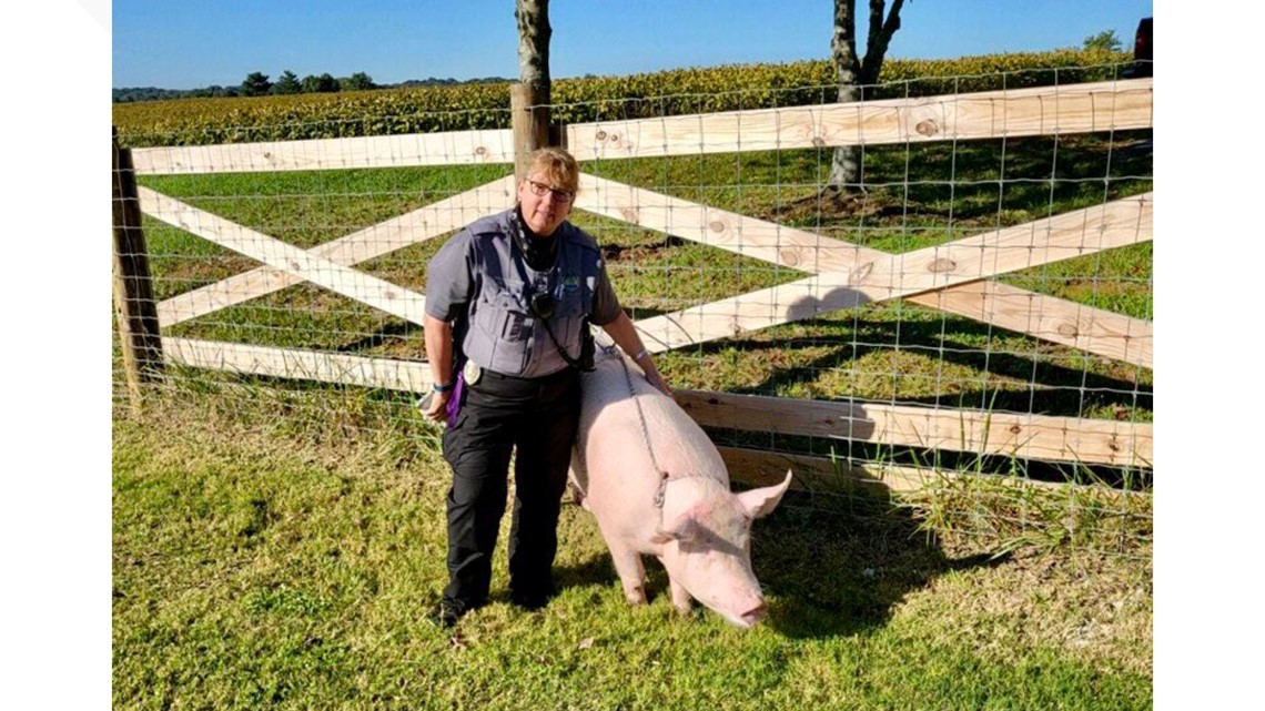Knoxville Animal Control wrangles wayward pigs