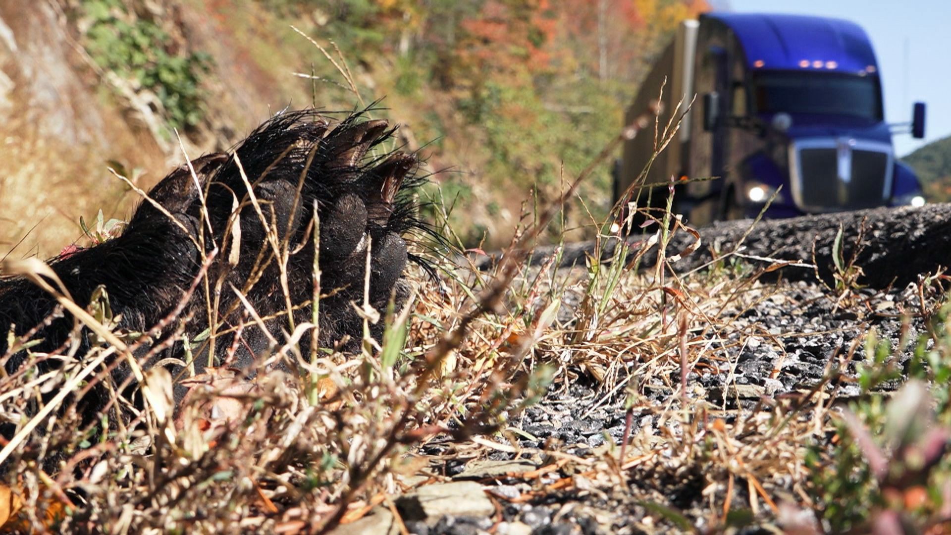 Researchers want to create safe crossings for bears, elk, and other wildlife on a stretch of I-40 known as a 'death trap' in the Pigeon River gorge.