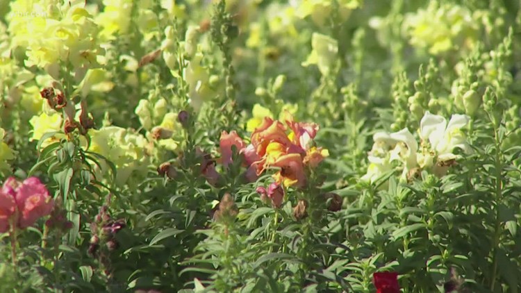 Experts recommend bringing plants inside ahead of dropping temperatures