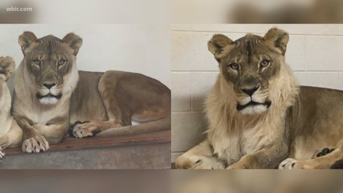 Mystery solved! What caused a lioness to grow a mane?
