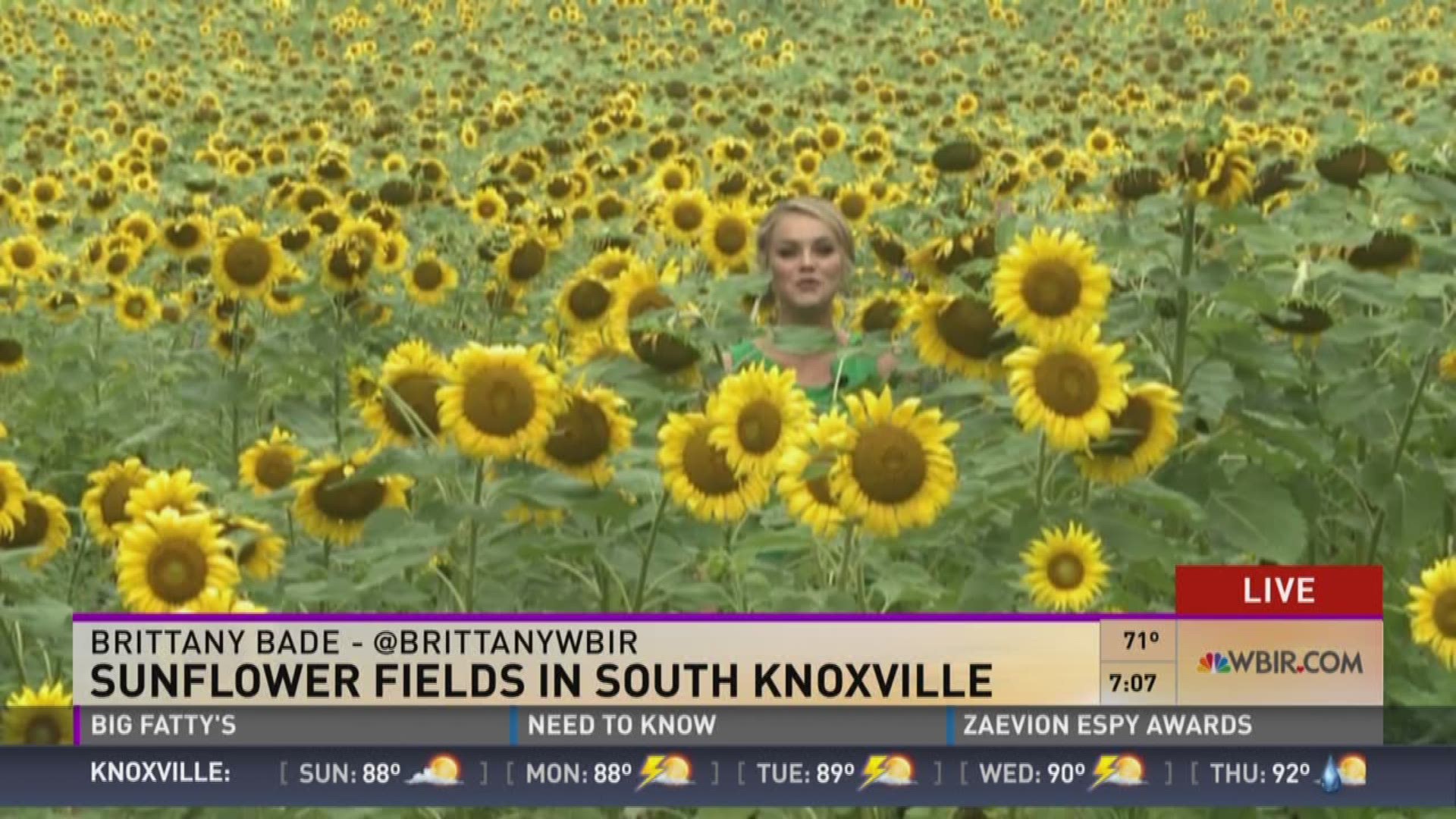 Brittany Bade was in South Knoxville showing us the 25 acre field of sunflowers near Ijams.
