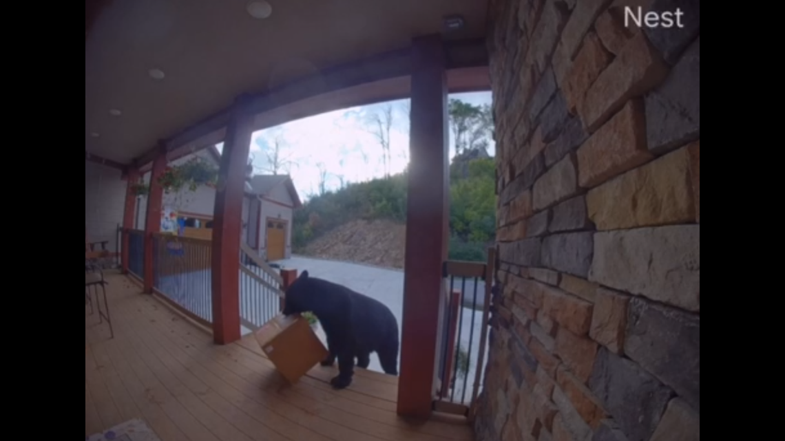 Crafty bear steals package off Gatlinburg porch - Vimarsana News