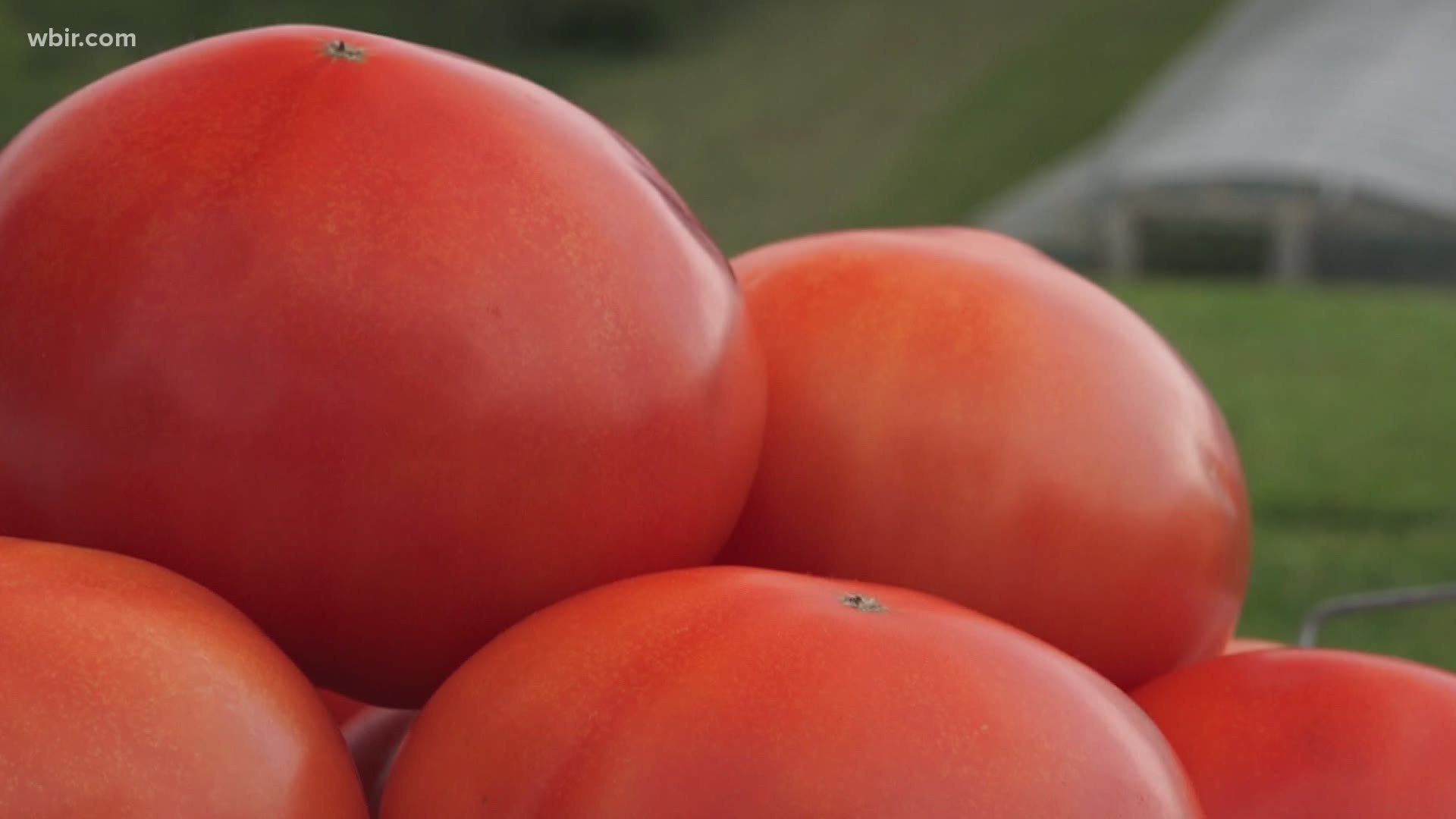A look at why Grainger County is East Tennessee's place to find vine-ripened tomatoes. Aug. 6, 2020-4pm.