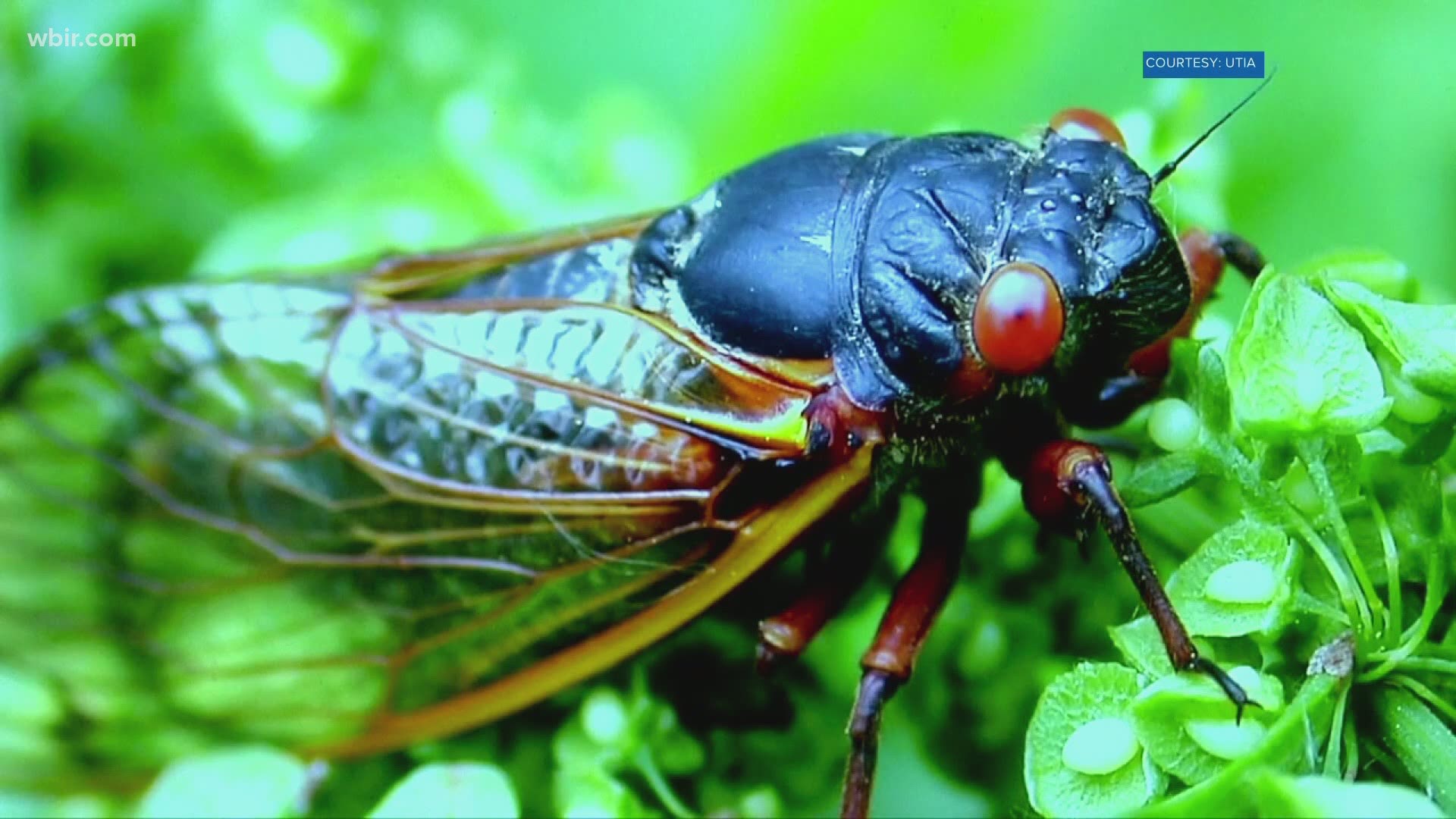 While cicadas may quickly become annoying, experts said they can be good for the environment.