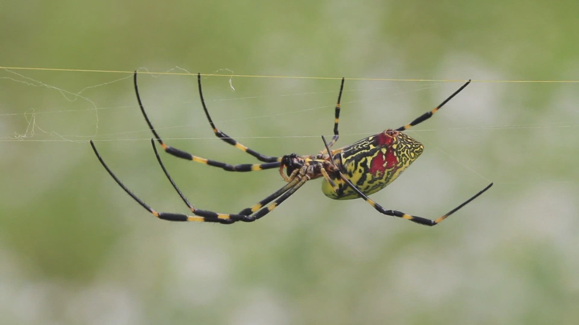 The Joro spider has garnered lots of media attention lately due to their striking appearance and size.