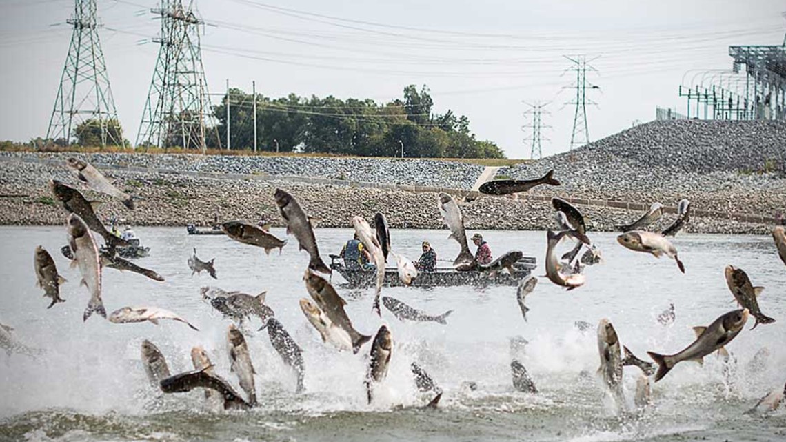 Carp(e) Diem: Kentucky Sends Invasive Fish To China : The Salt : NPR