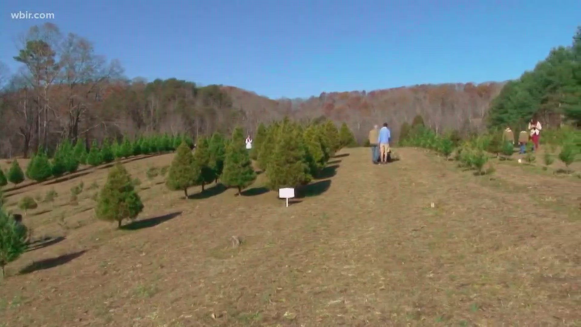 Nov. 24, 2017: This year Christmas trees will be more expensive and harder to find because of a nationwide shortage.