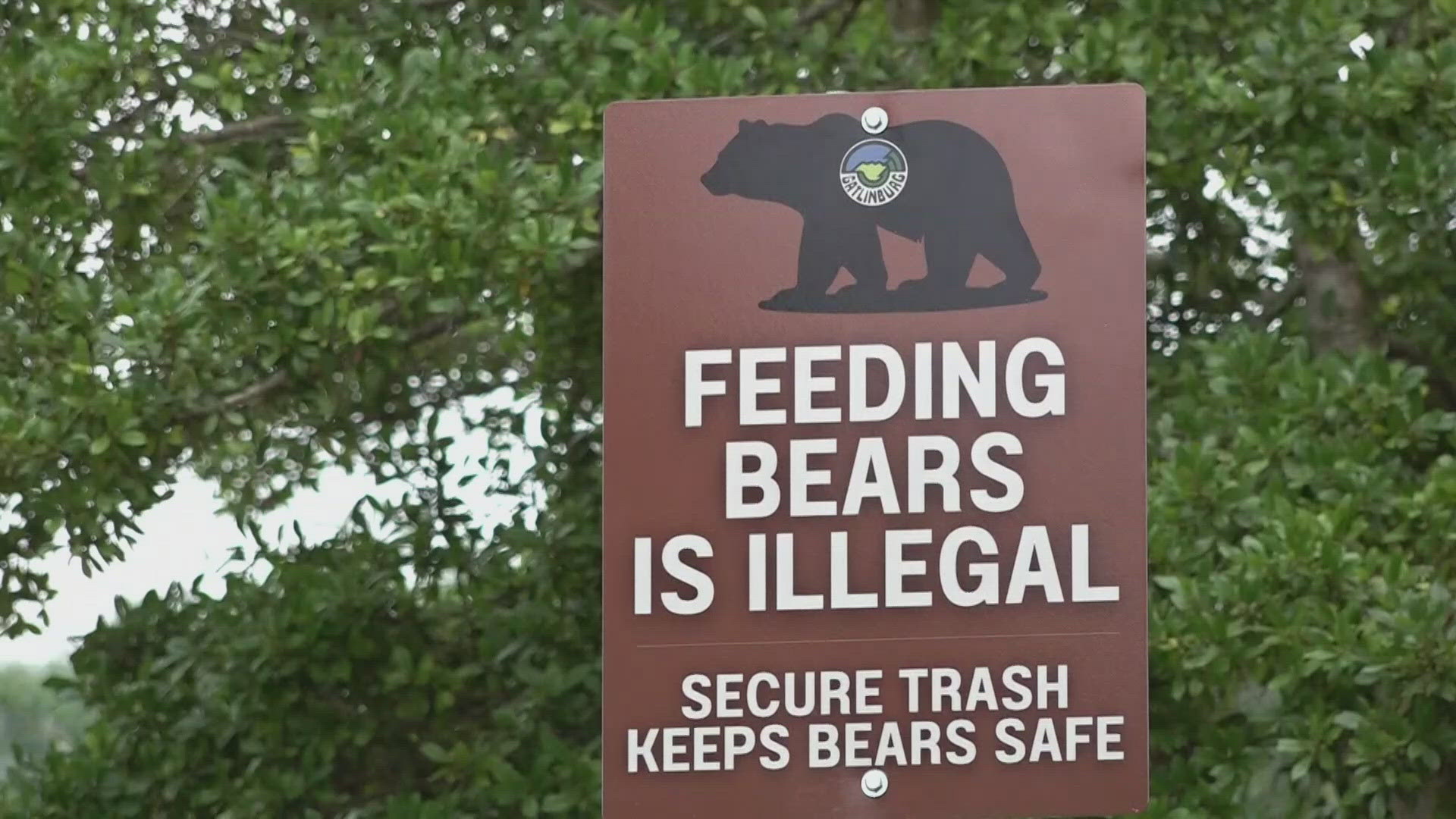 The Tennessee Wildlife Resources Agency said in 2022 and 2023, only two cases of human and bear contact were reported.