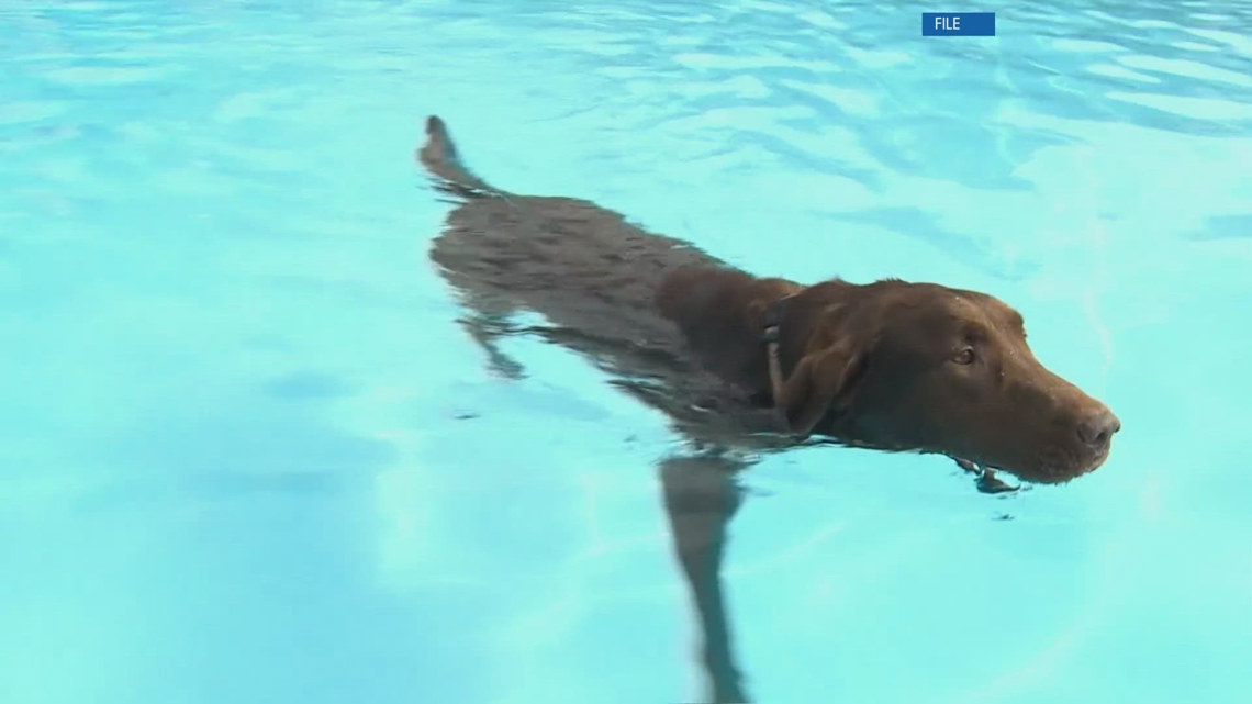 Doggie Dip Nights are back this week at Inskip Pool | wbir.com