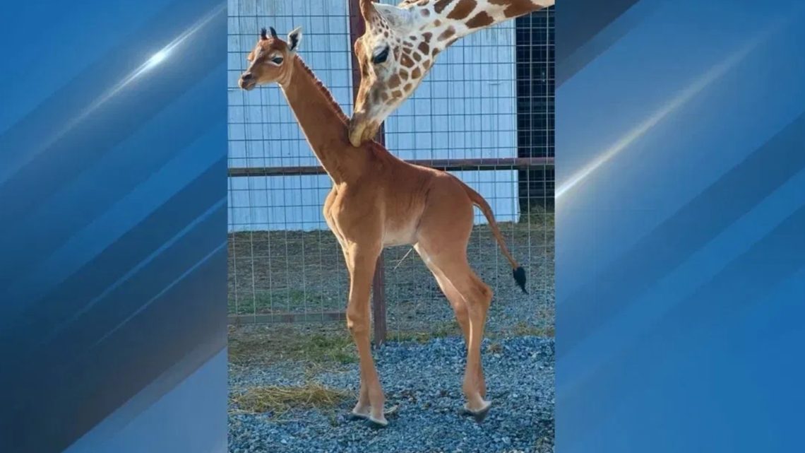 World's only spotless giraffe died from congenital liver issue, Brights Zoo reveals