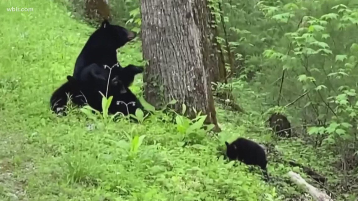 Bears! Bears! Bears! Gatlinburg officials urge safety after several