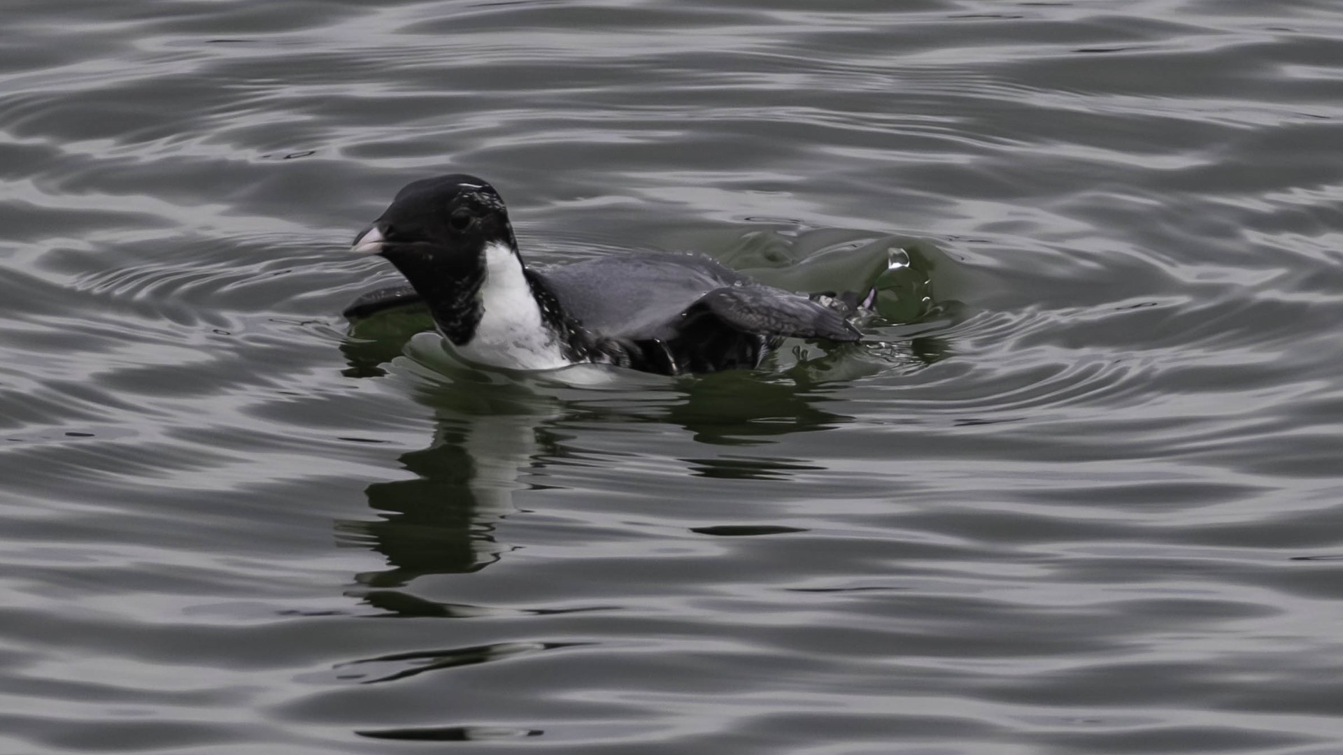The ancient murrelet, native to Alaska, was spotted in Tennessee for the first time.