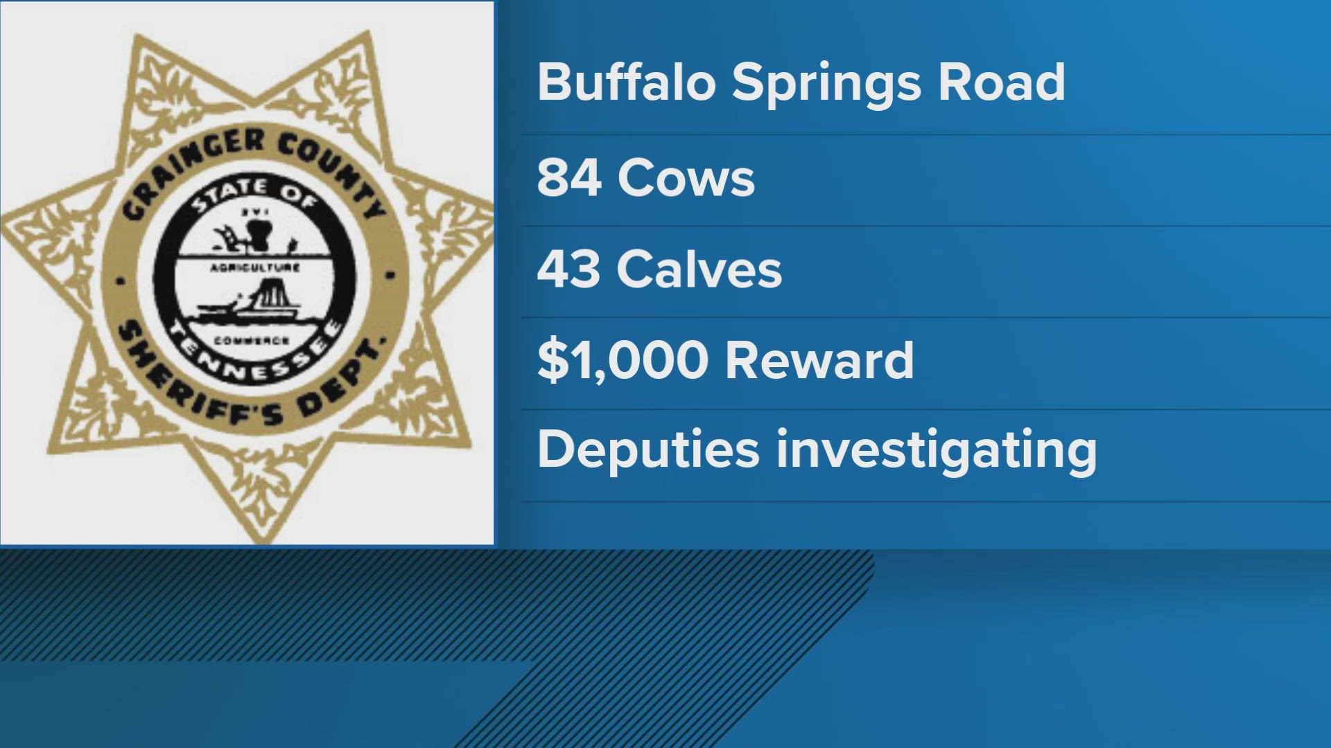 Grainger County Deputies are looking for more than 100 stolen cattle.
