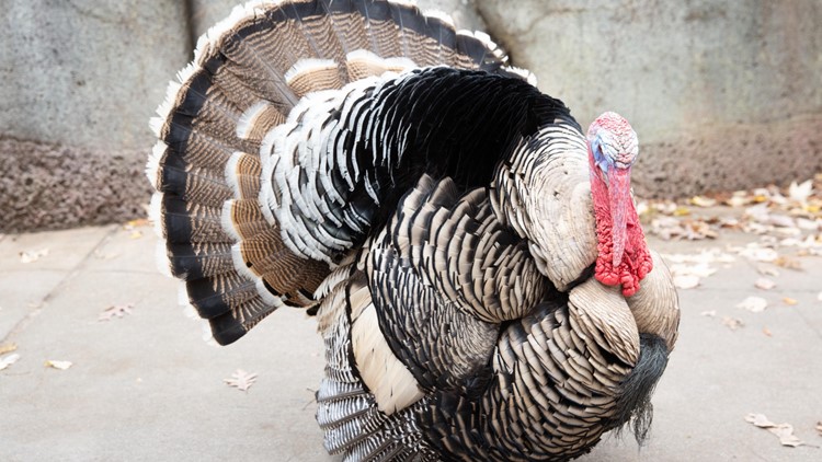 Zoo Knoxville mourns death of Barley the Narragansett turkey