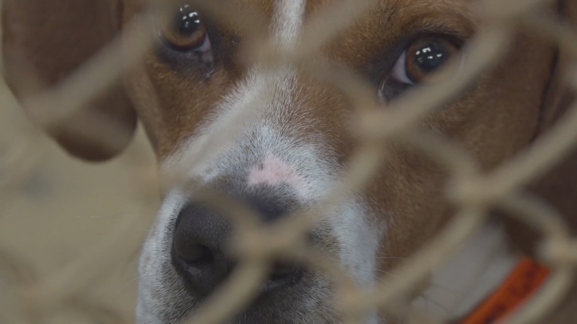 An animal neglect case has the attention of investigators in Blount ...