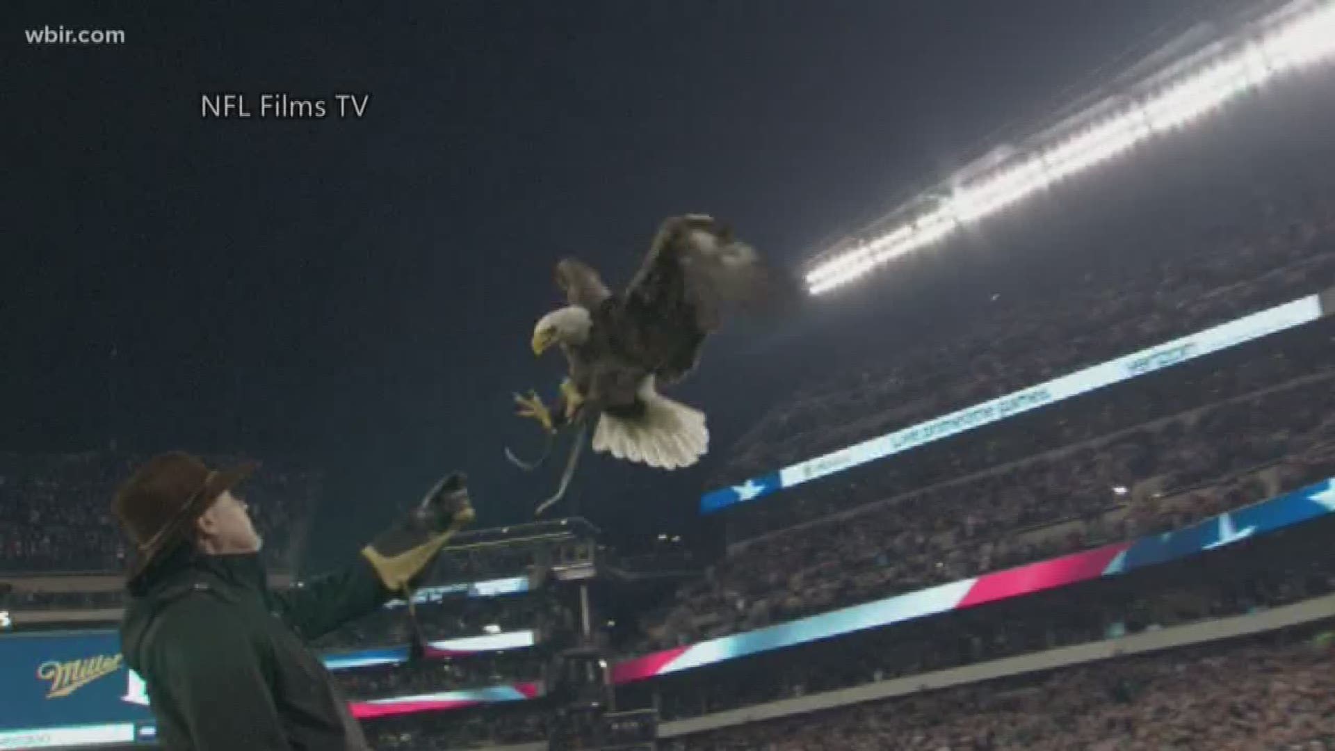 VIDEO: Challenger the Eagle lands on Mariners pitcher during anthem in ...