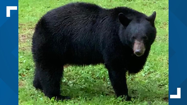 american black bear in taiga