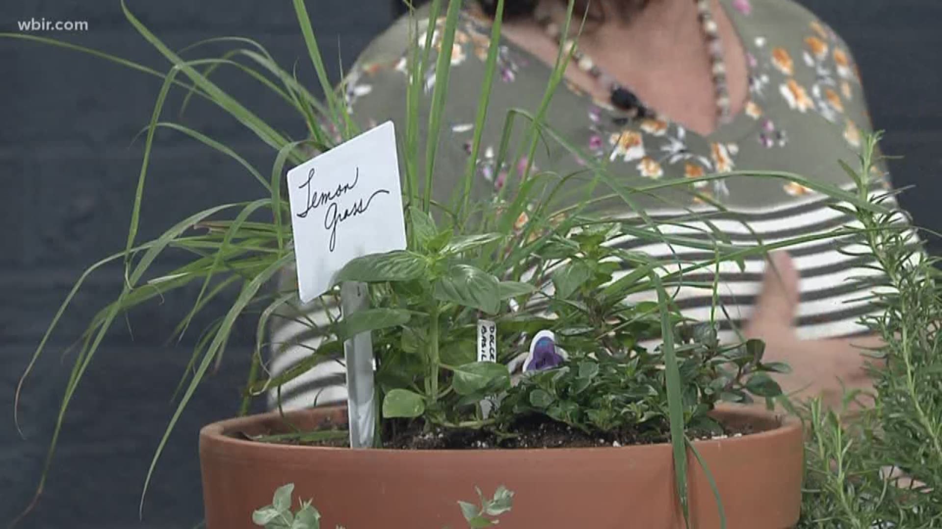 Kathy Mihalczo from Erin's Meadow Herb Farm shows us how to plant lemongrass to repel mosquitoes.