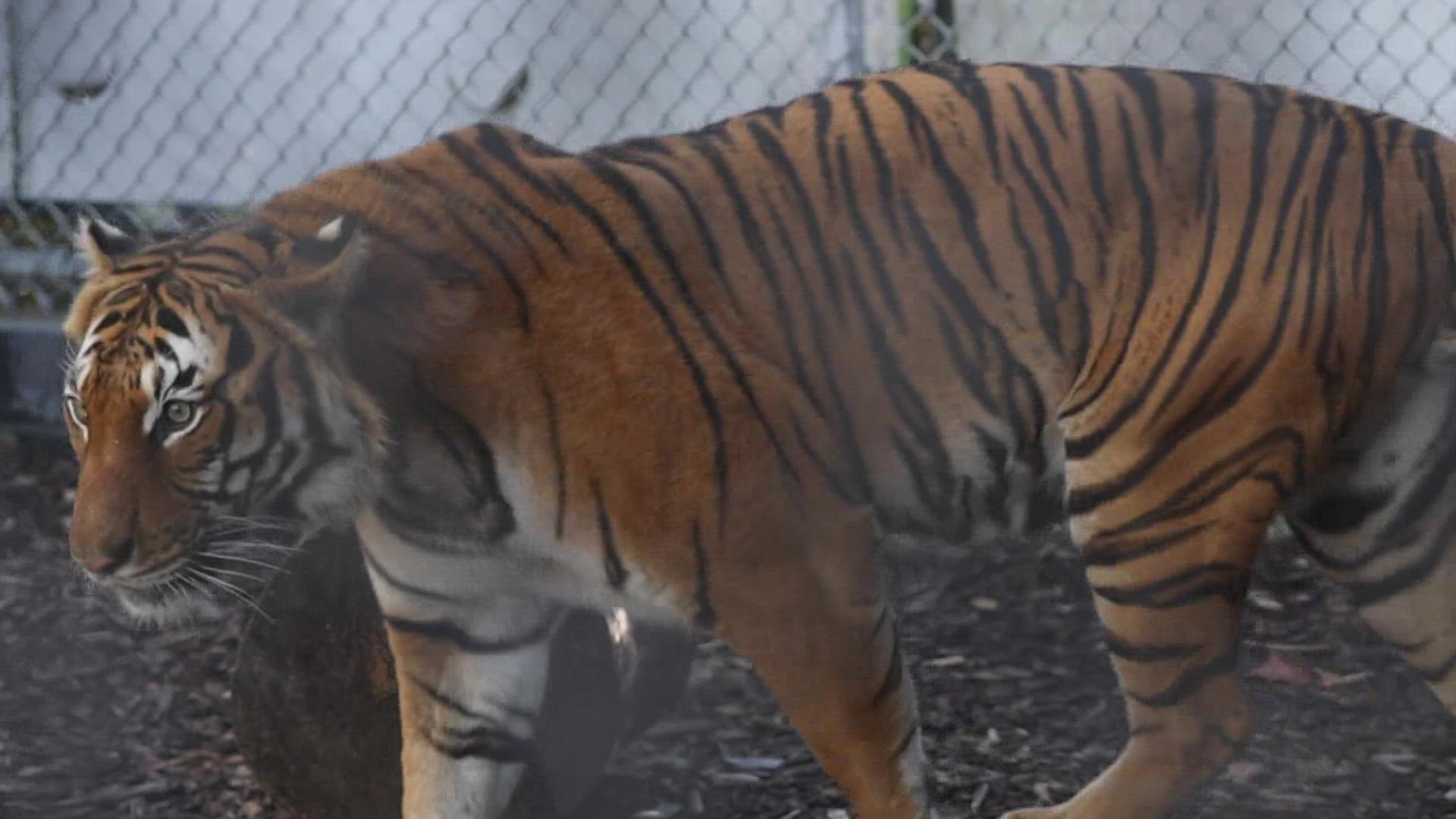 The zoo released a social media video introducing us all to Tahan, a Malaysian tiger. Tahan is the brother of Tanvir and Bashir, two previous tigers from the zoo.