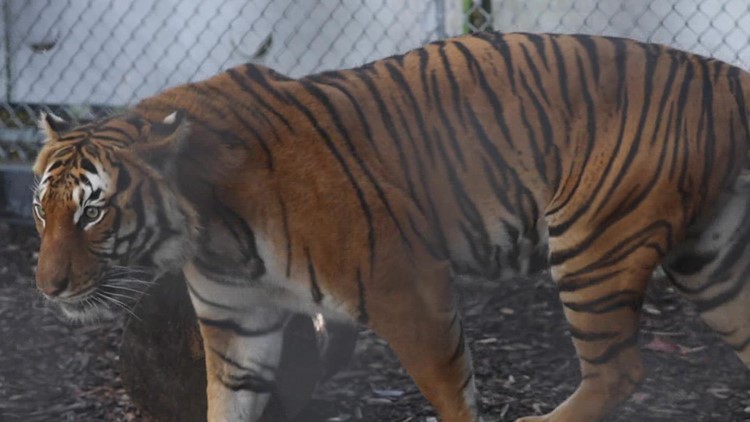 Zoo Knoxville introduces make tiger, Tahan!