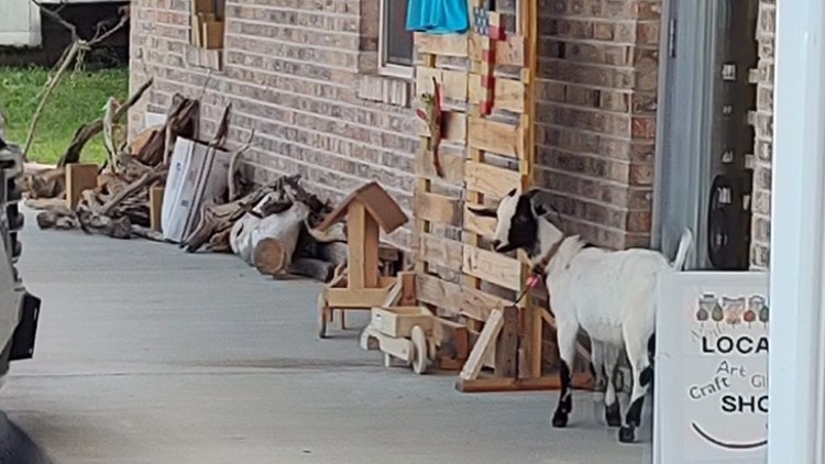 Goober the Goat reunited with owner after hoofing it around Bean Station shop