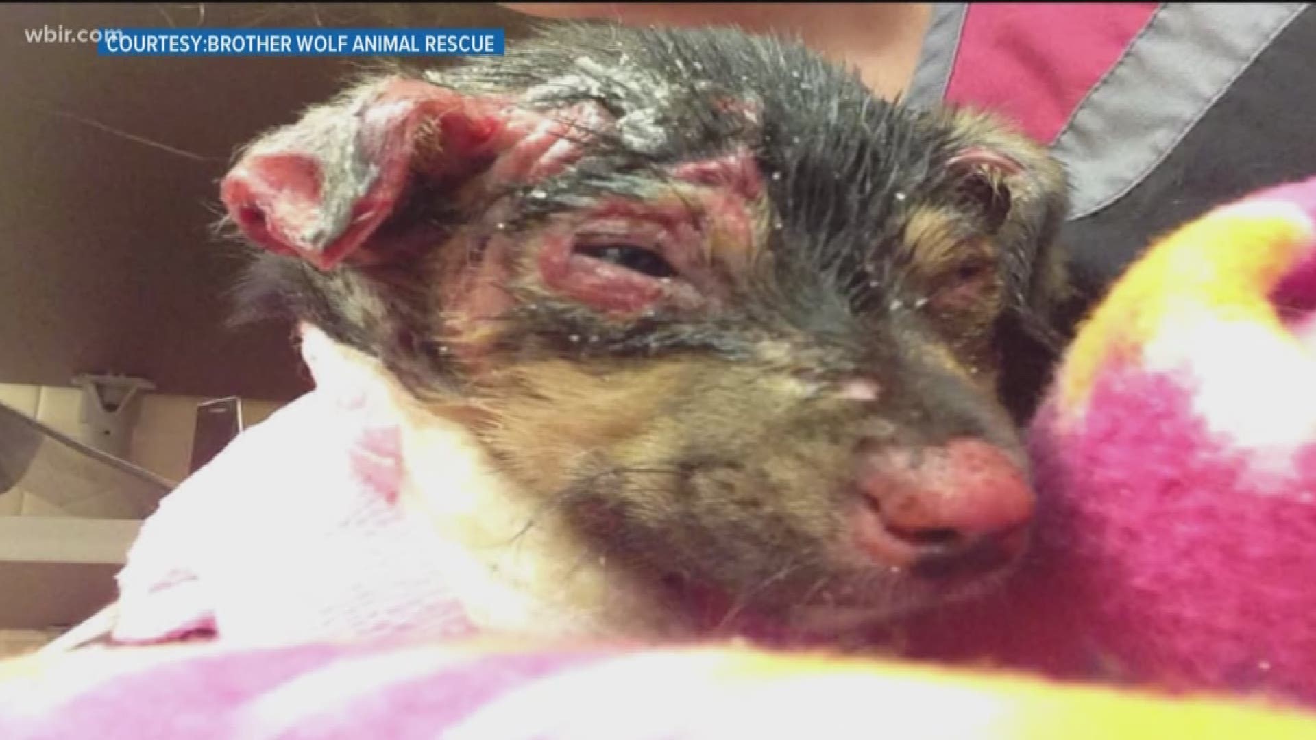 A puppy found in Cocke County with chemical burns continues to recover at a shelter in North Carolina.