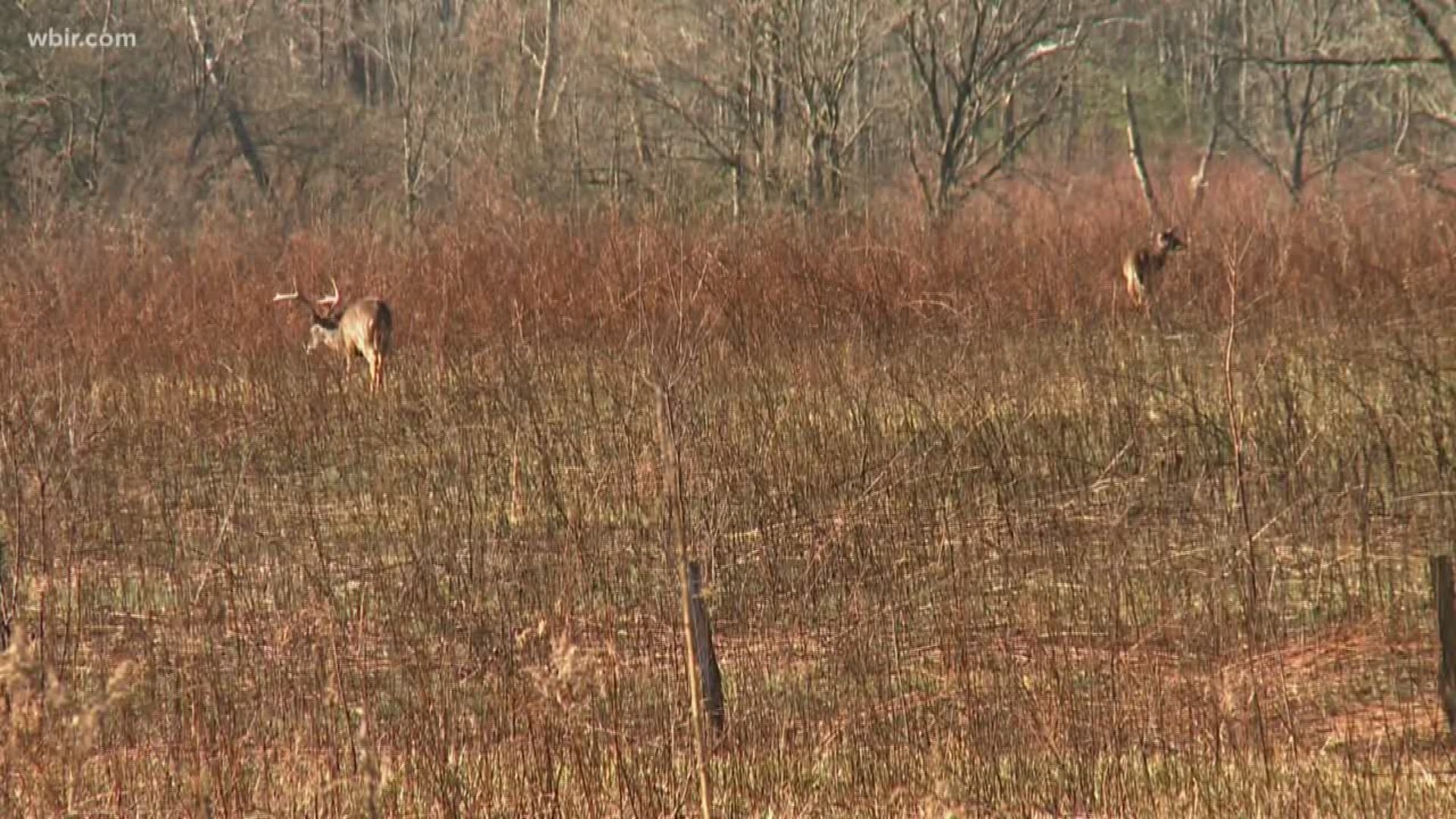 For hunters and conservationist, the spread of chronic wasting disease poses a threat to Tennessee's deer population.