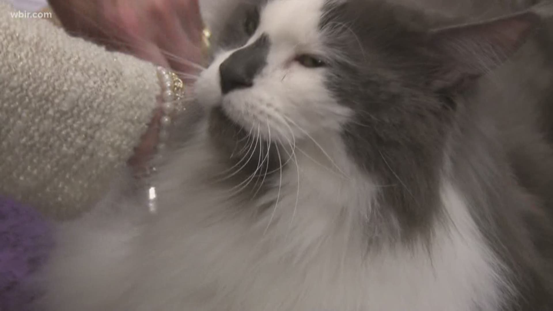 Cat lovers were able to show their support for cats of all breeds at the 41st Annual Tenn. Valley Cat Fanciers Cat Show.