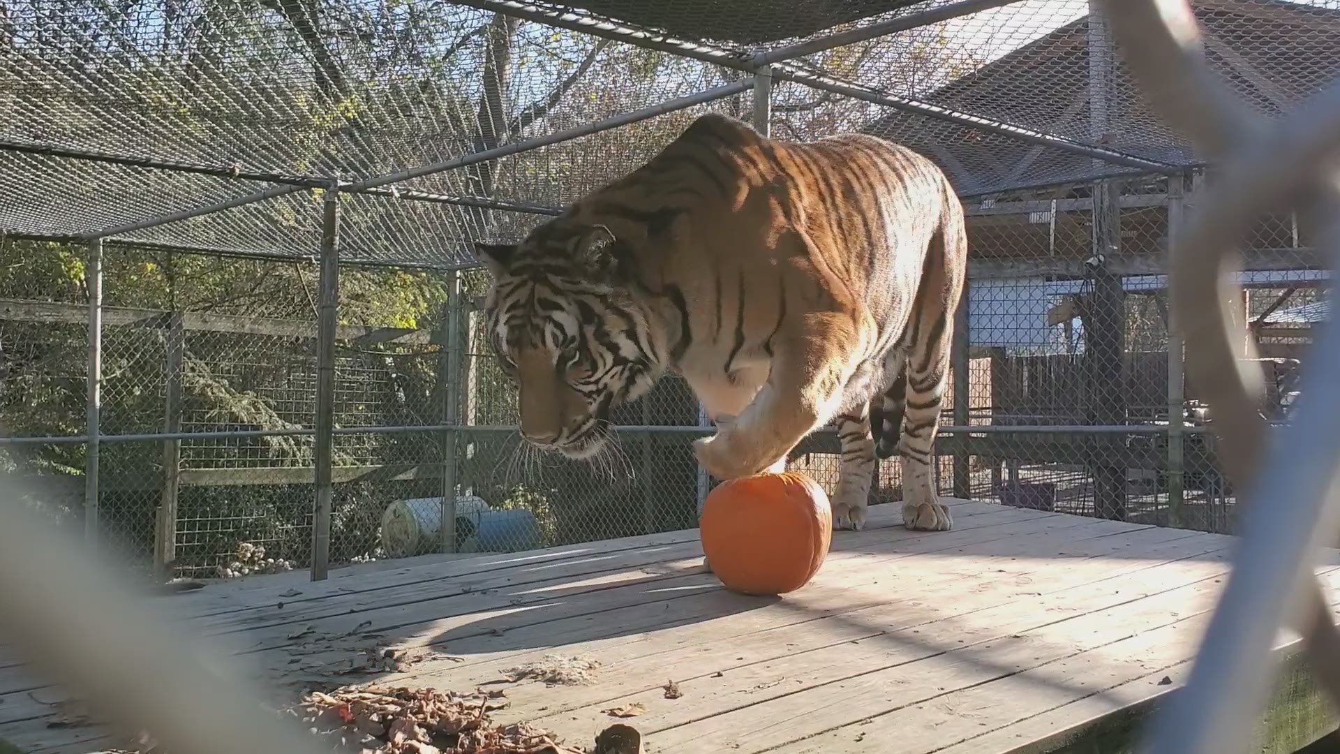 A tiger enjoys a pumpkin snack at Little Ponderosa Zoo.