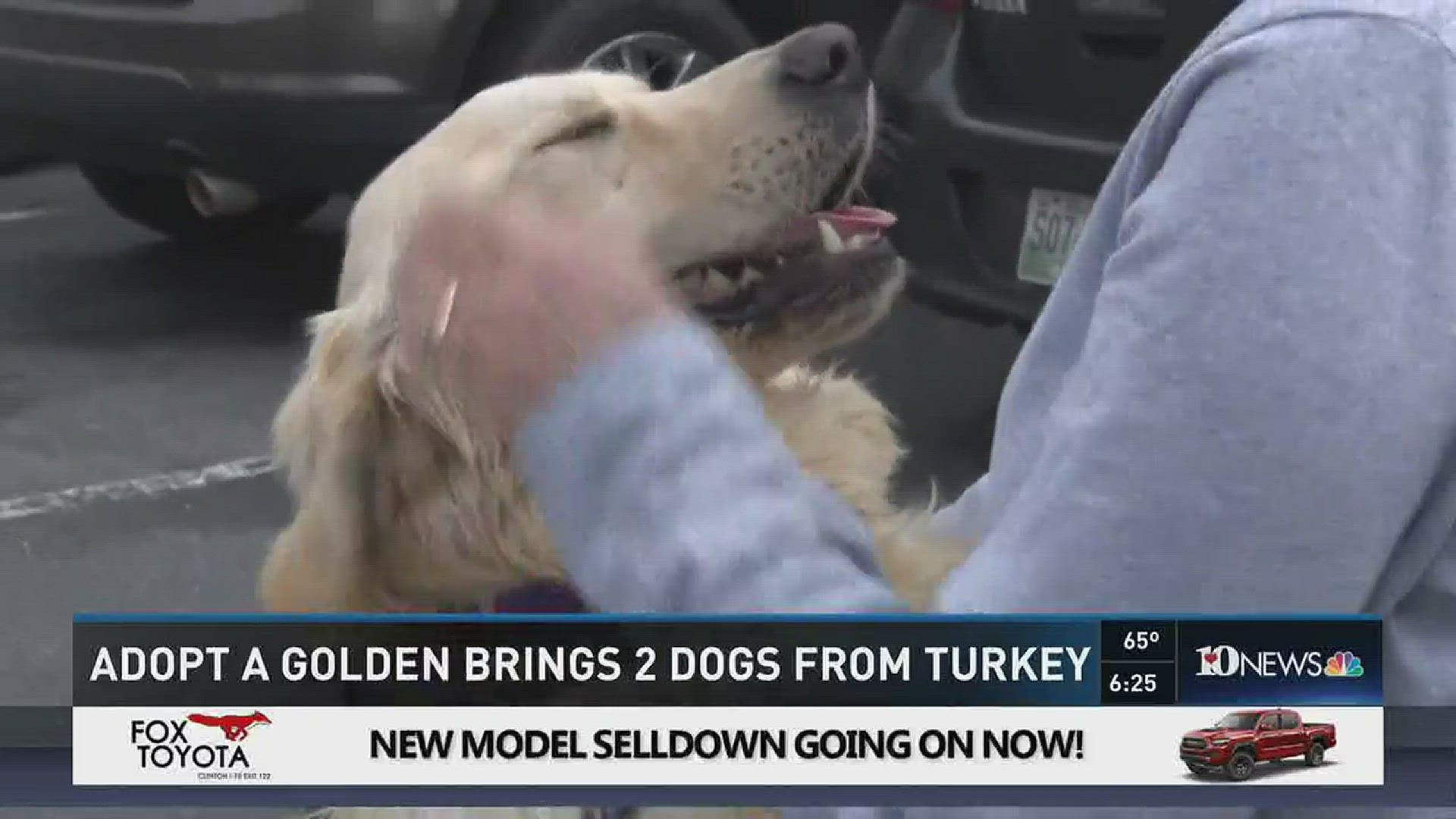March 6, 2017: Adopt a Golden has rescued two more golden retrievers from Turkey to find their forever homes in the Knoxville area.