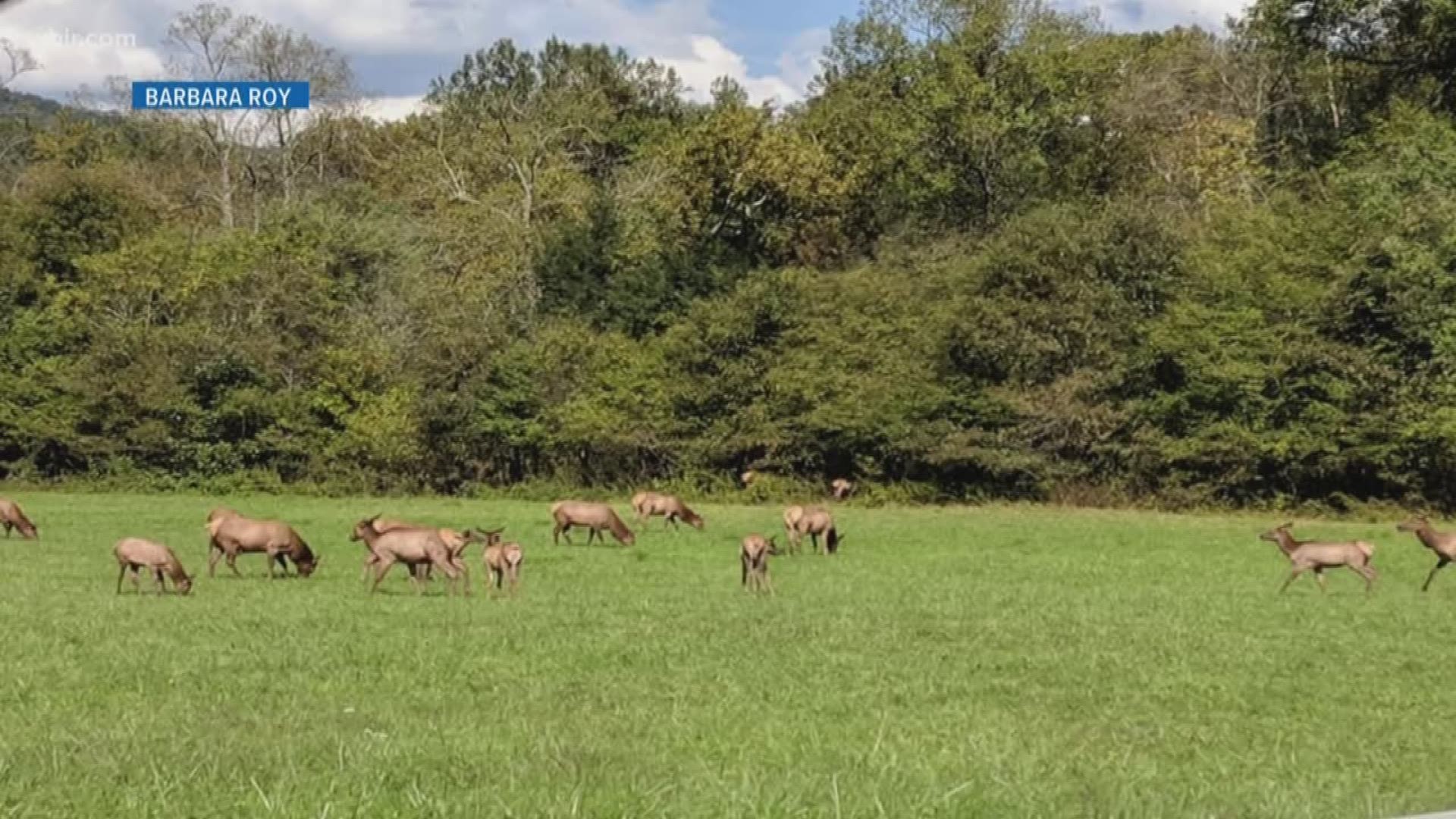 The sounds of Elk are echoing through the Smokies.