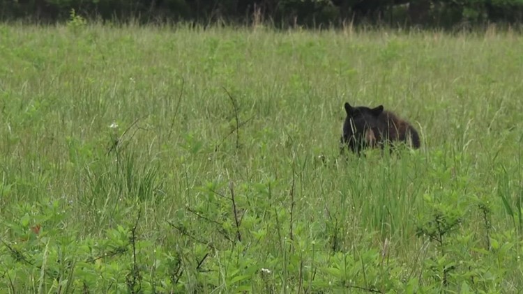 TWRA: More bear sightings usually reported in spring and early summer