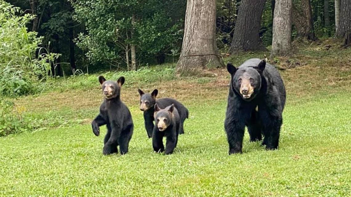 Momma bear and triplet cubs spotted living their best life near the Big ...