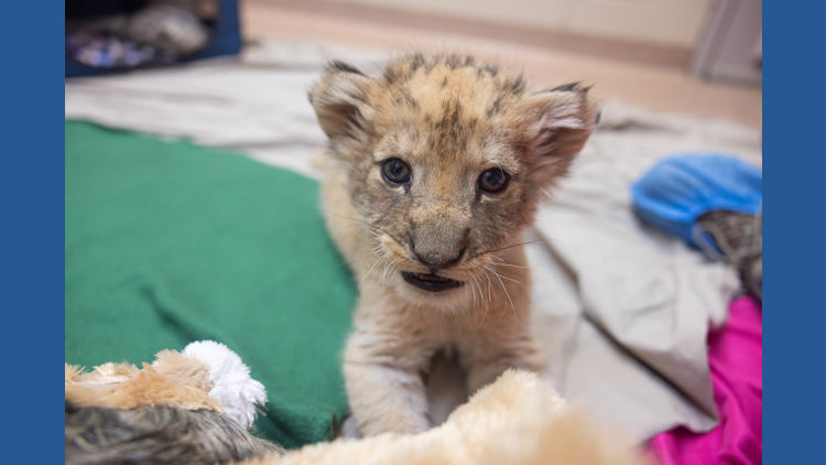 Photos: Lion cub born at Zoo Knoxville | wbir.com