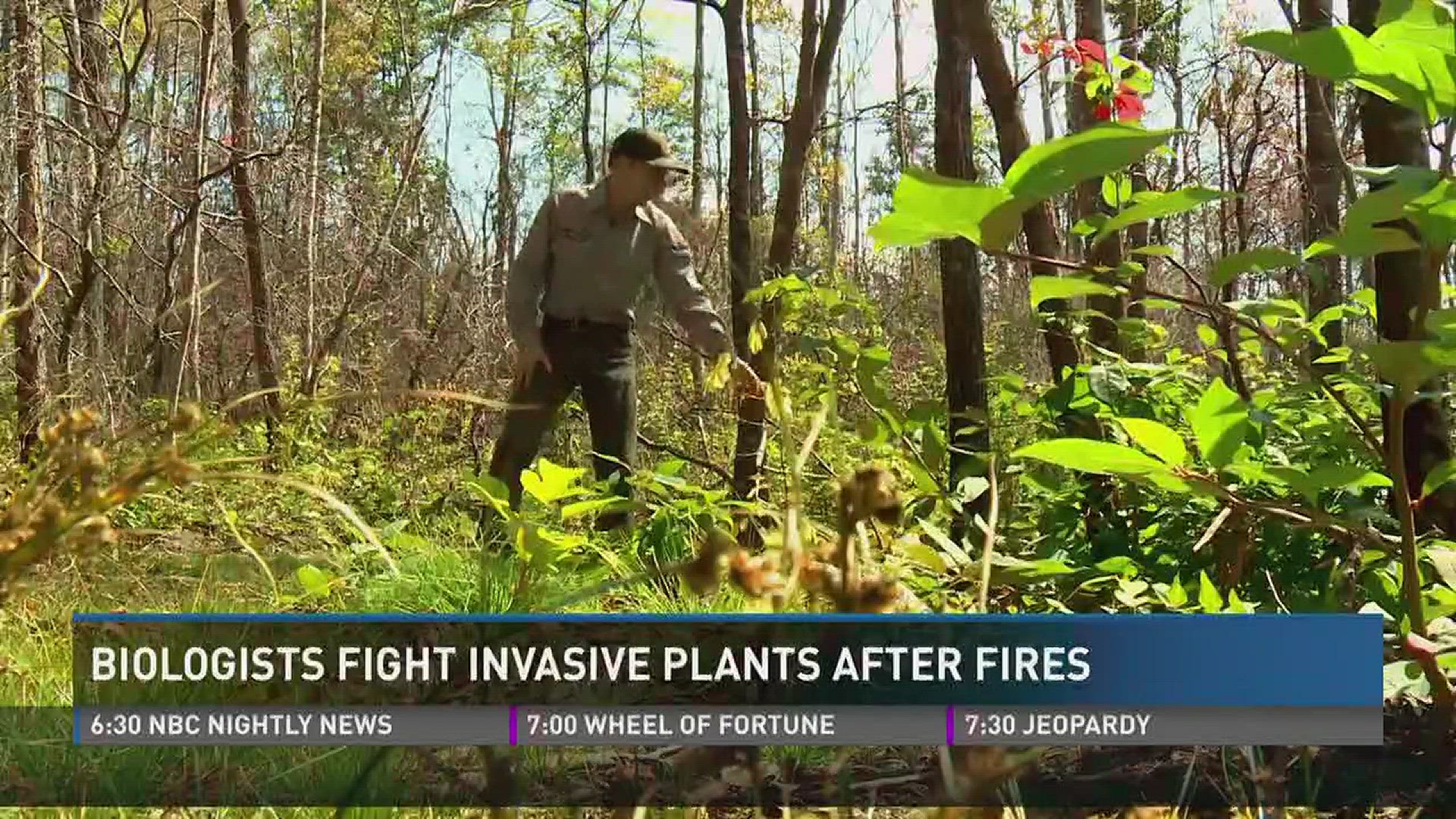 Sept. 19, 2017: Biologists are still fighting effects of last year's wildfires as foreign plants invade the Smokies.