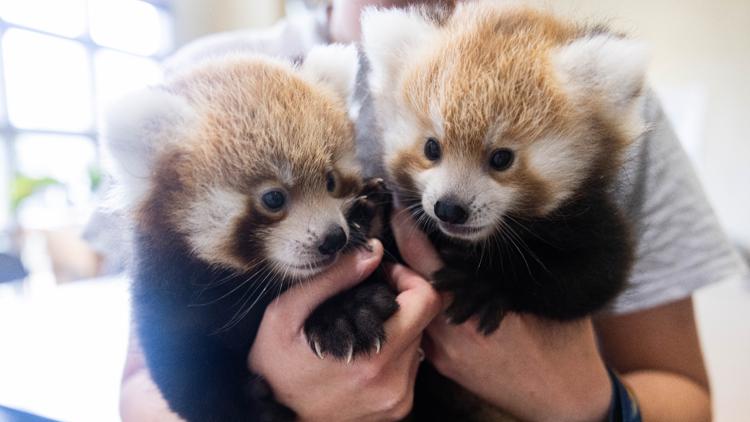 Zoo Knoxville welcomes red panda cubs born to Sisu and Doofah