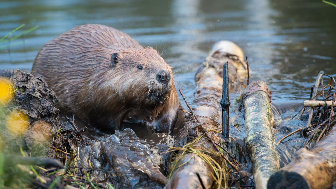 Campbell Co. to receive flooding relief due to beaver dams - Vimarsana News