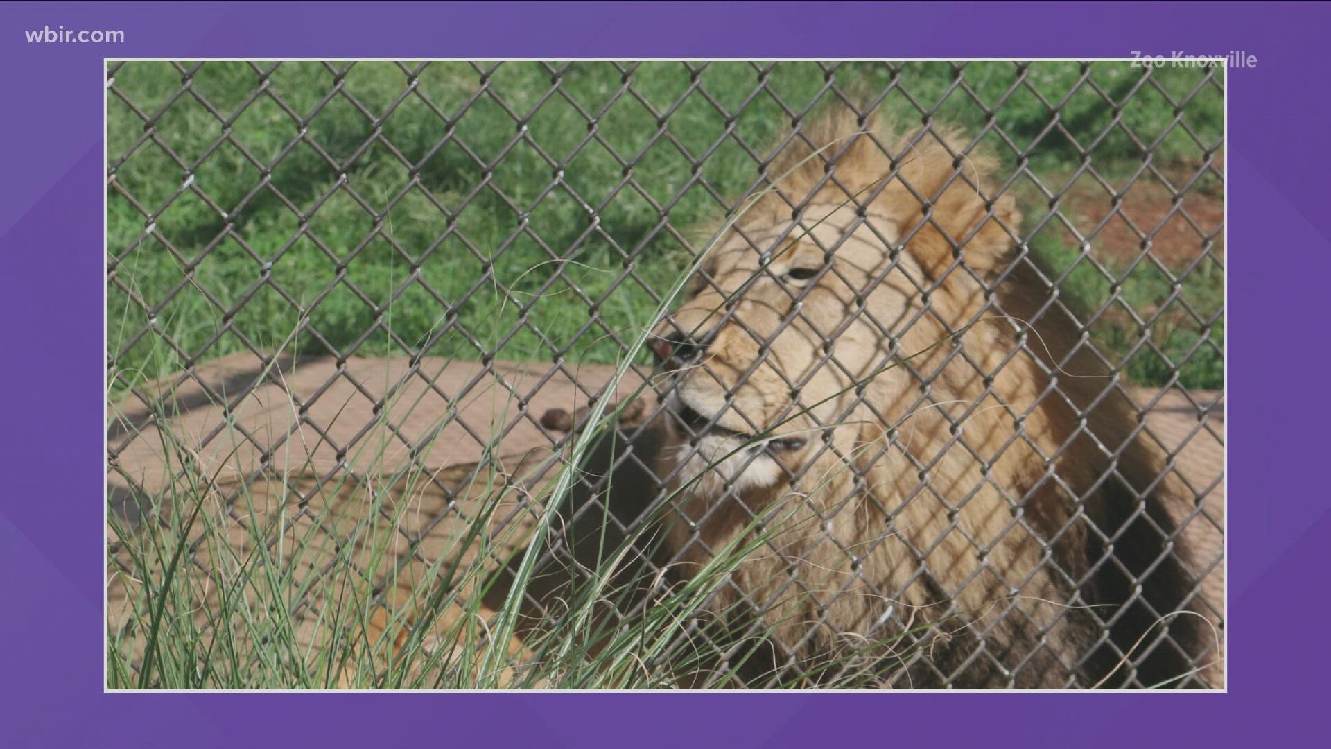 The lion was born at Zoo Knoxville in 2006. It had to be humanely euthanized due to age-related health issues, the zoo said.