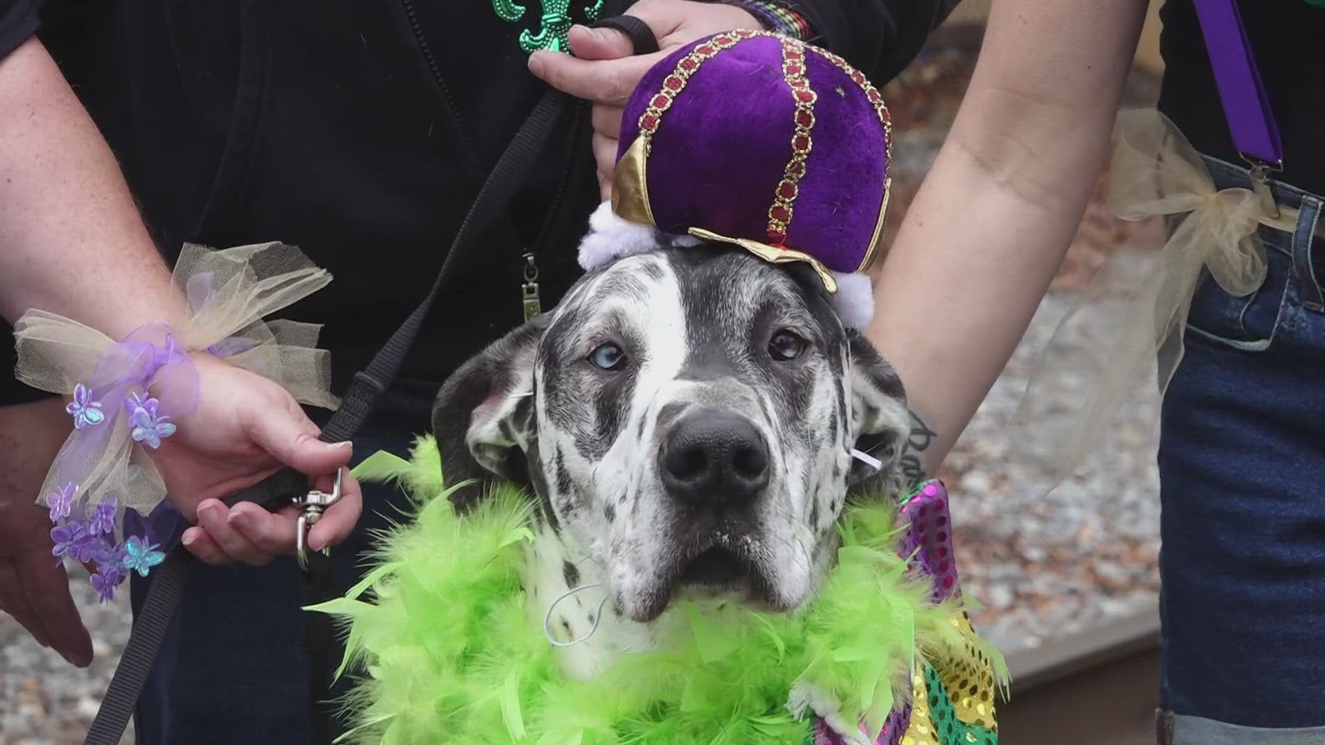 The 17th annual Mardi Growl included the annual pet parade, around 100 vendors, food trucks, games and fun for humans and dogs alike.