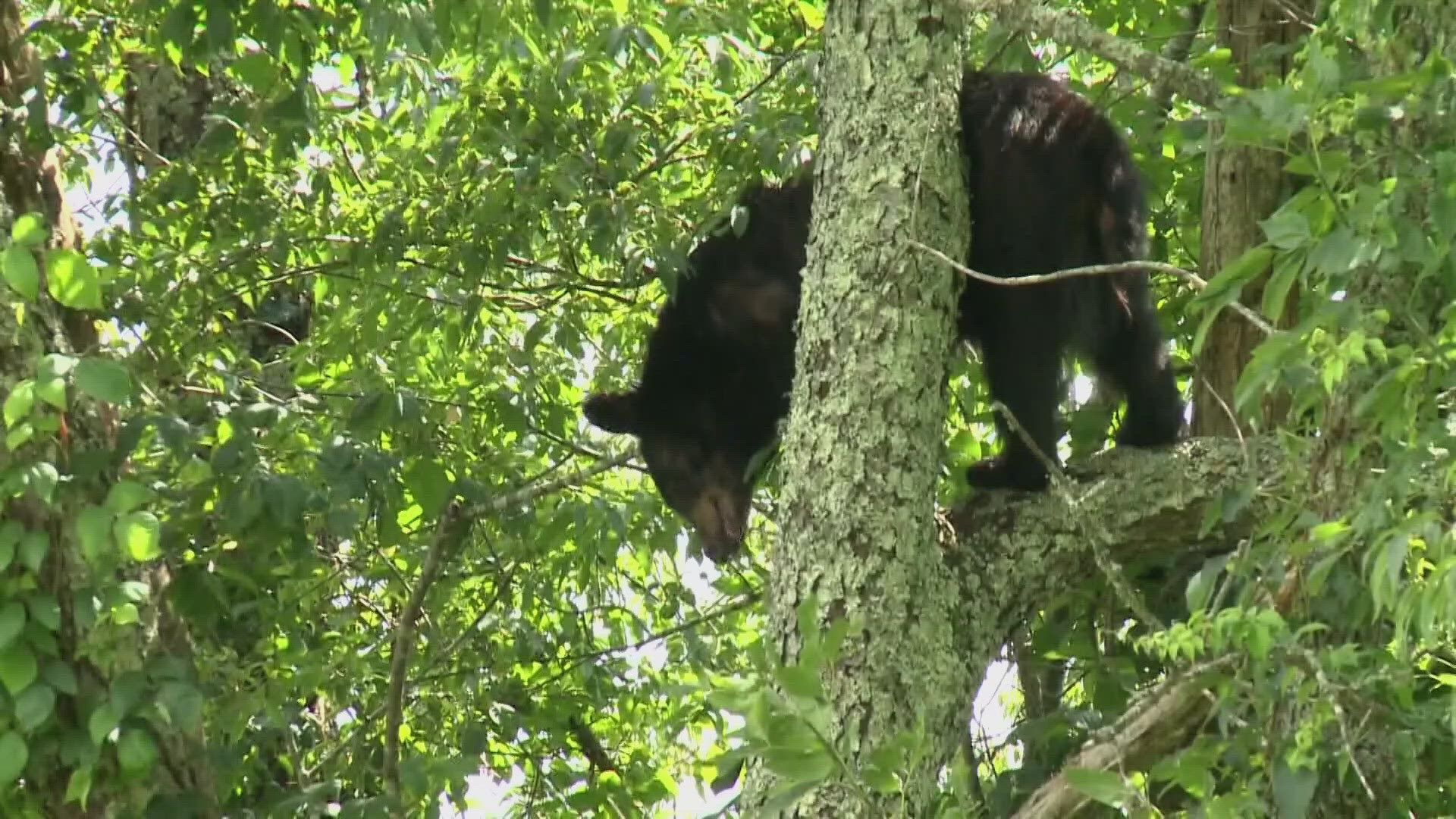 Sevierville Showdown: Elderly Man'S Shocking Bear Encounter! (Twra Report) - sq1crjq